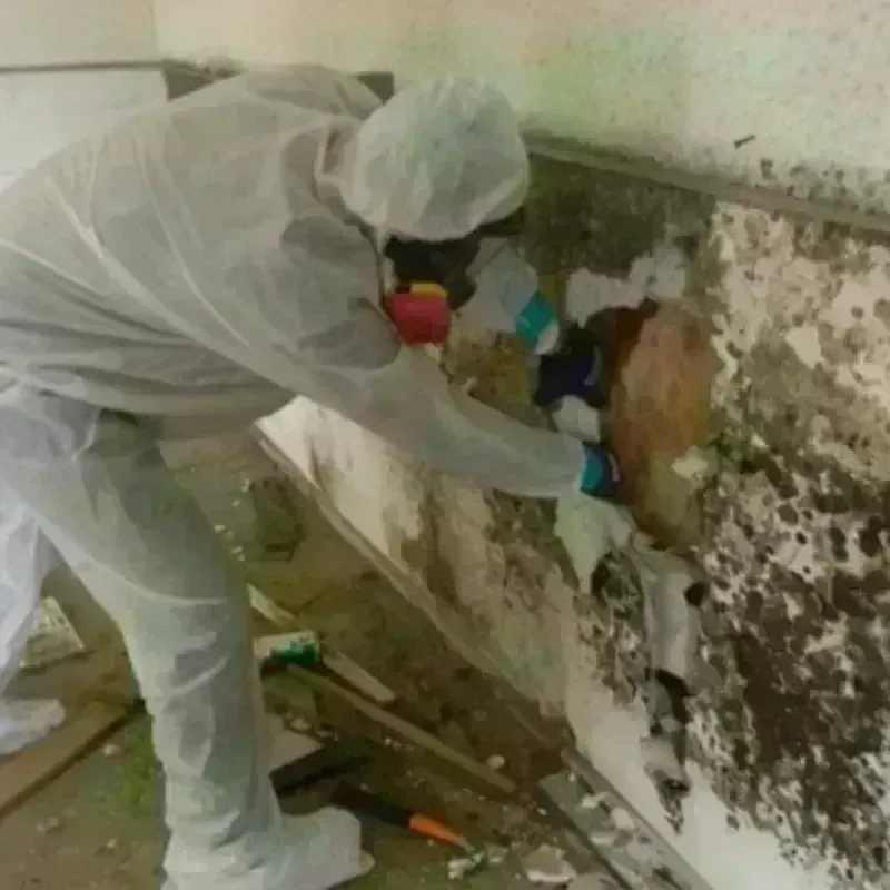 Mold Remediation and Removal in Healdsburg, CA